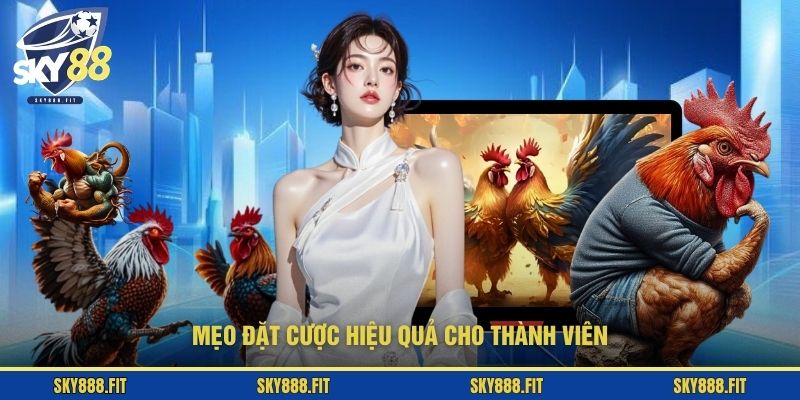 Mẹo đặt cược hiệu quả cho thành viên