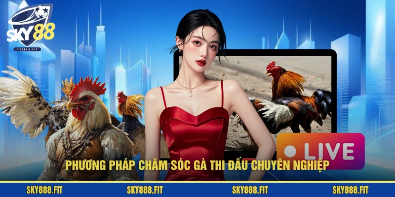 Phương pháp chăm sóc gà thi đấu chuyên nghiệp